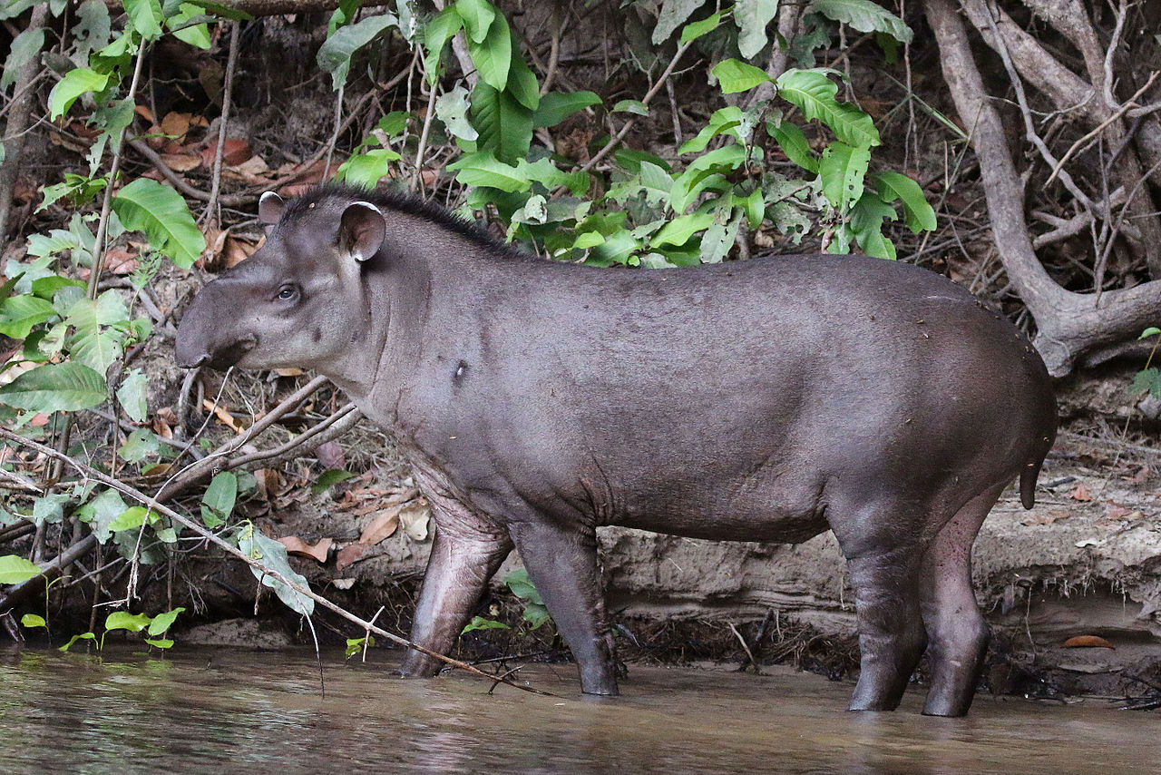 6 Wild Beasts To Look Out For In South America