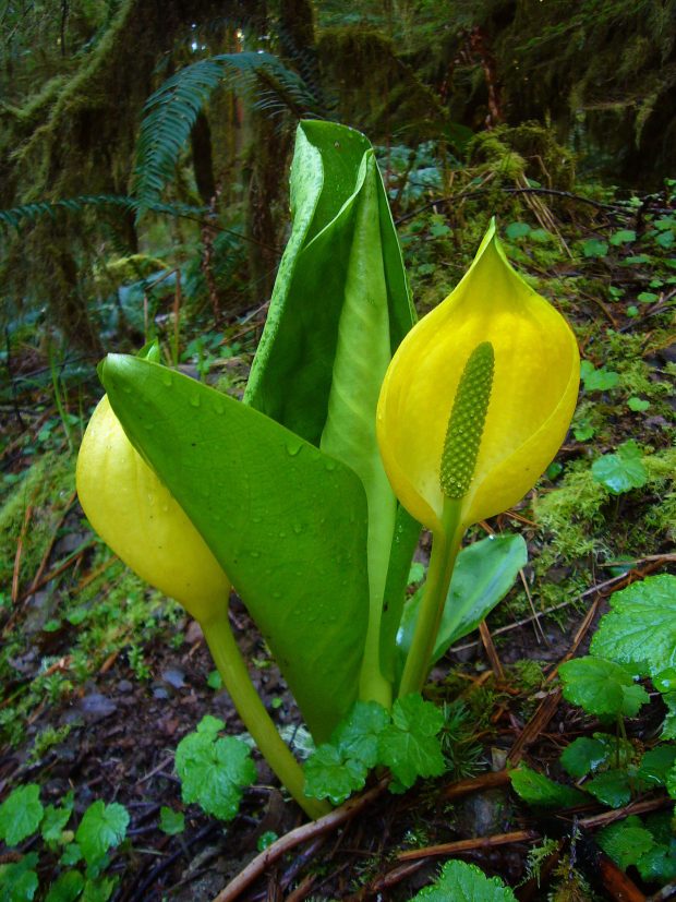 Dangerous plants to avoid Watch out for Skunk Cabbage