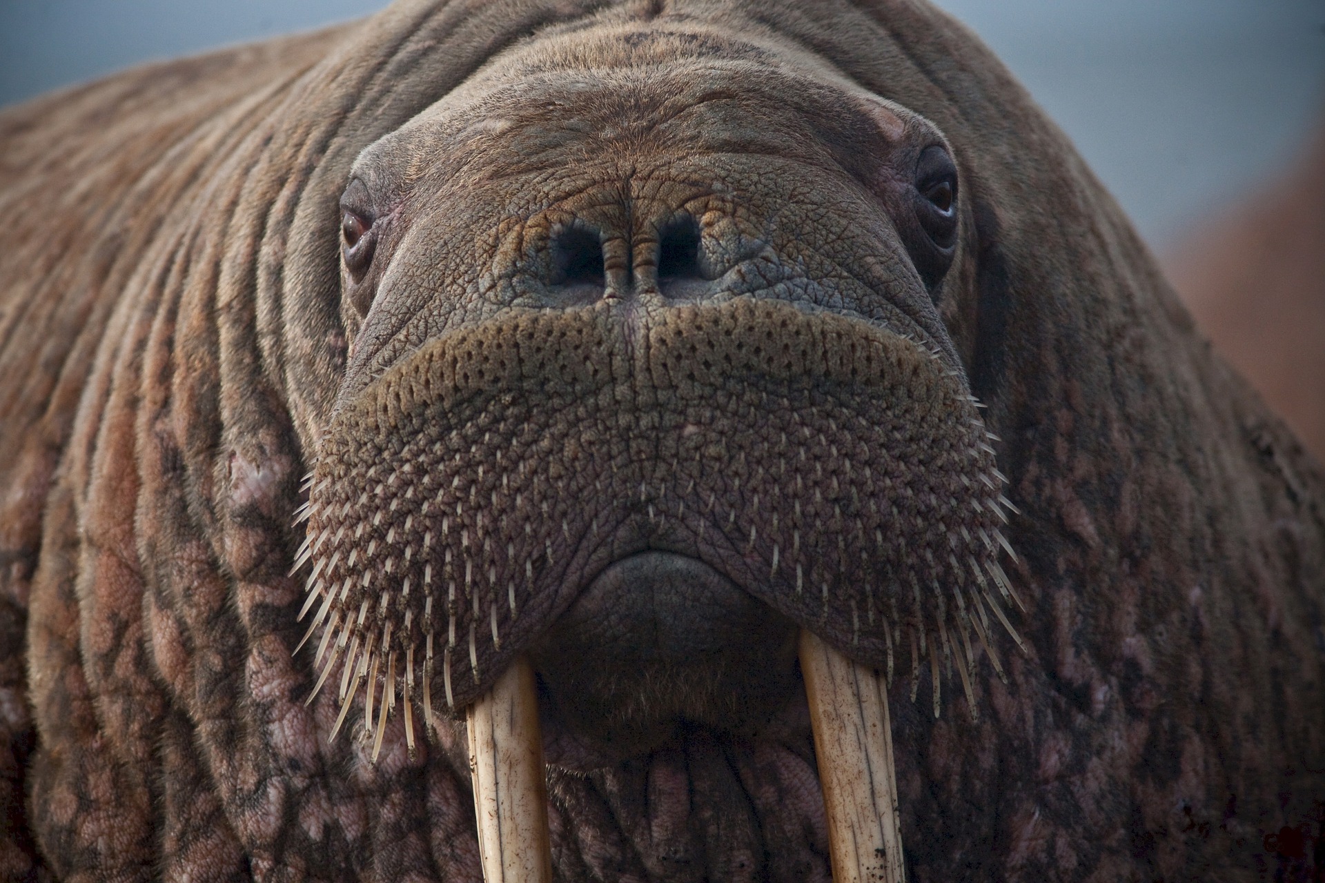 walrus jellycat