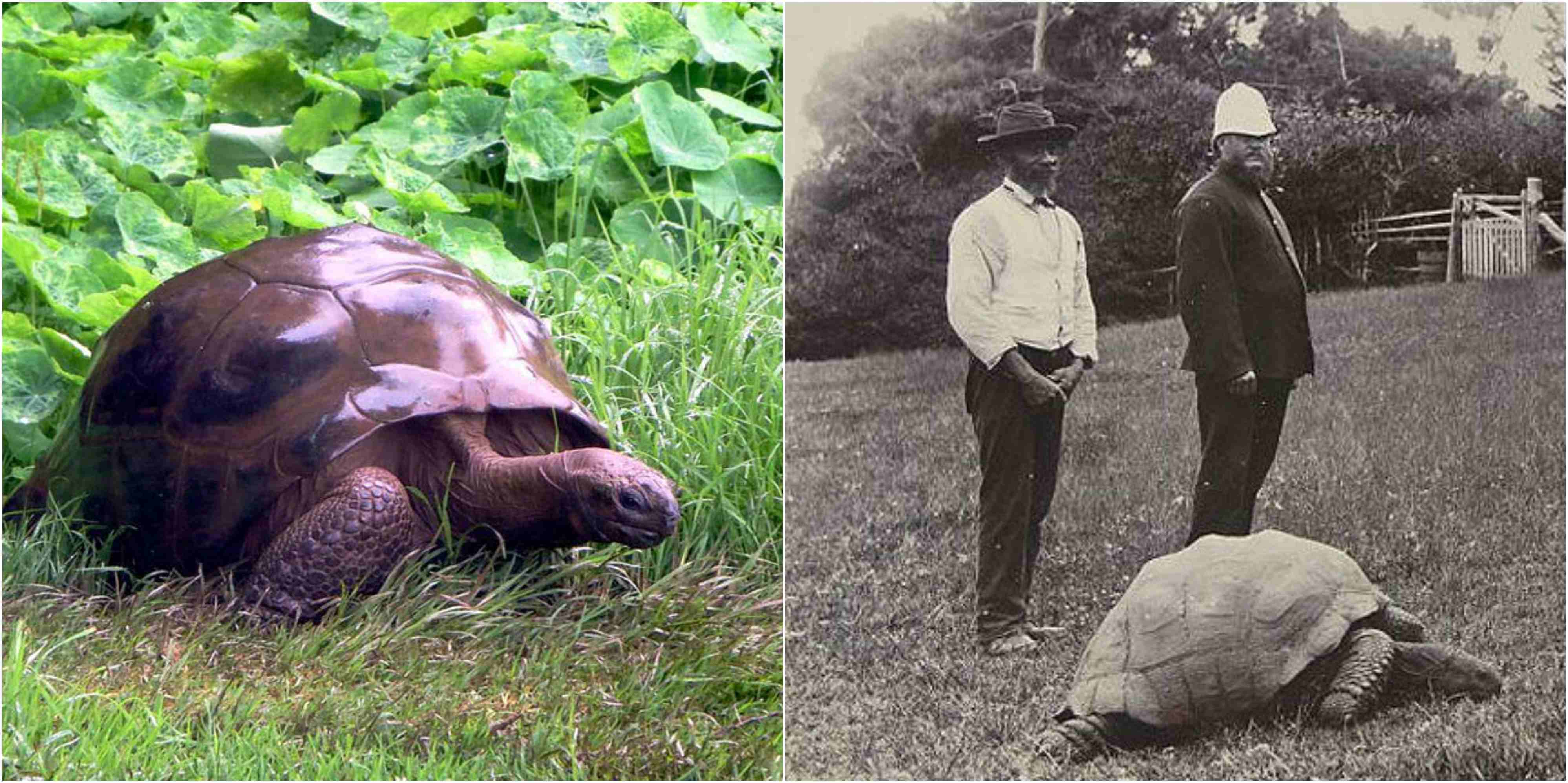 This Is Jonathan 182 Year Old Giant Tortoise From St Helena The   4 6 