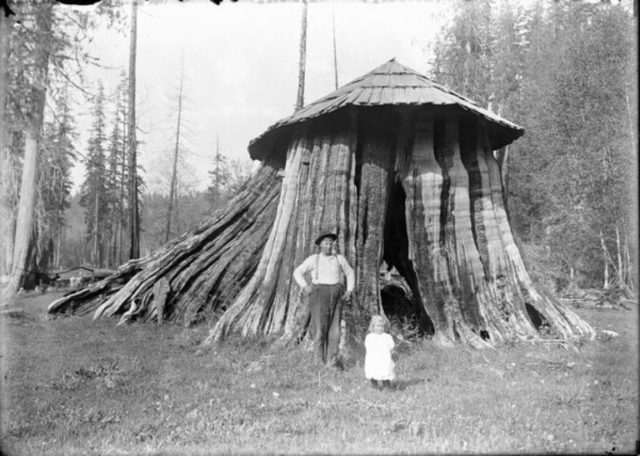 Stump Houses Really Were a Thing