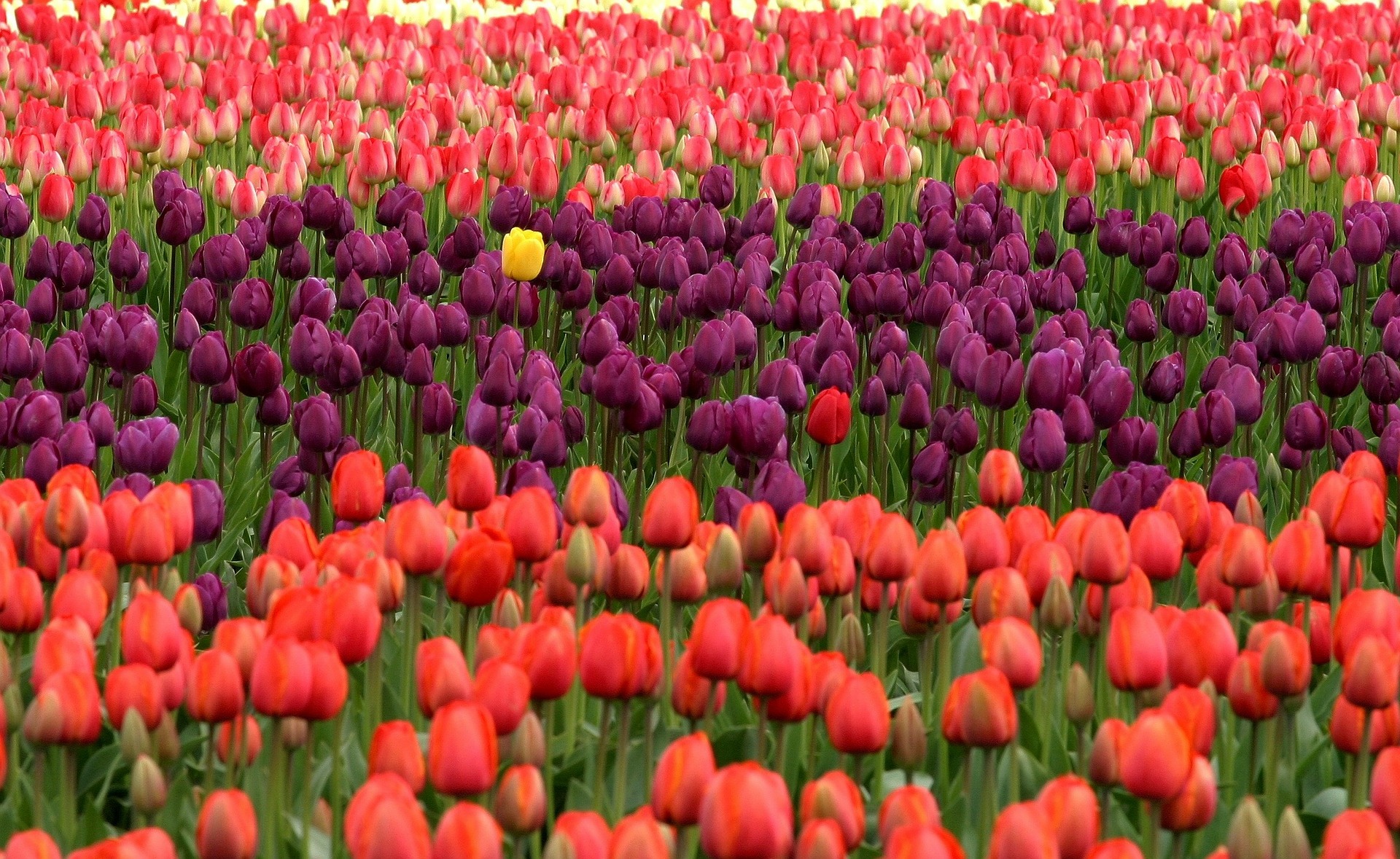 visit-the-biggest-tulip-fields-in-north-america-outdoor-revival