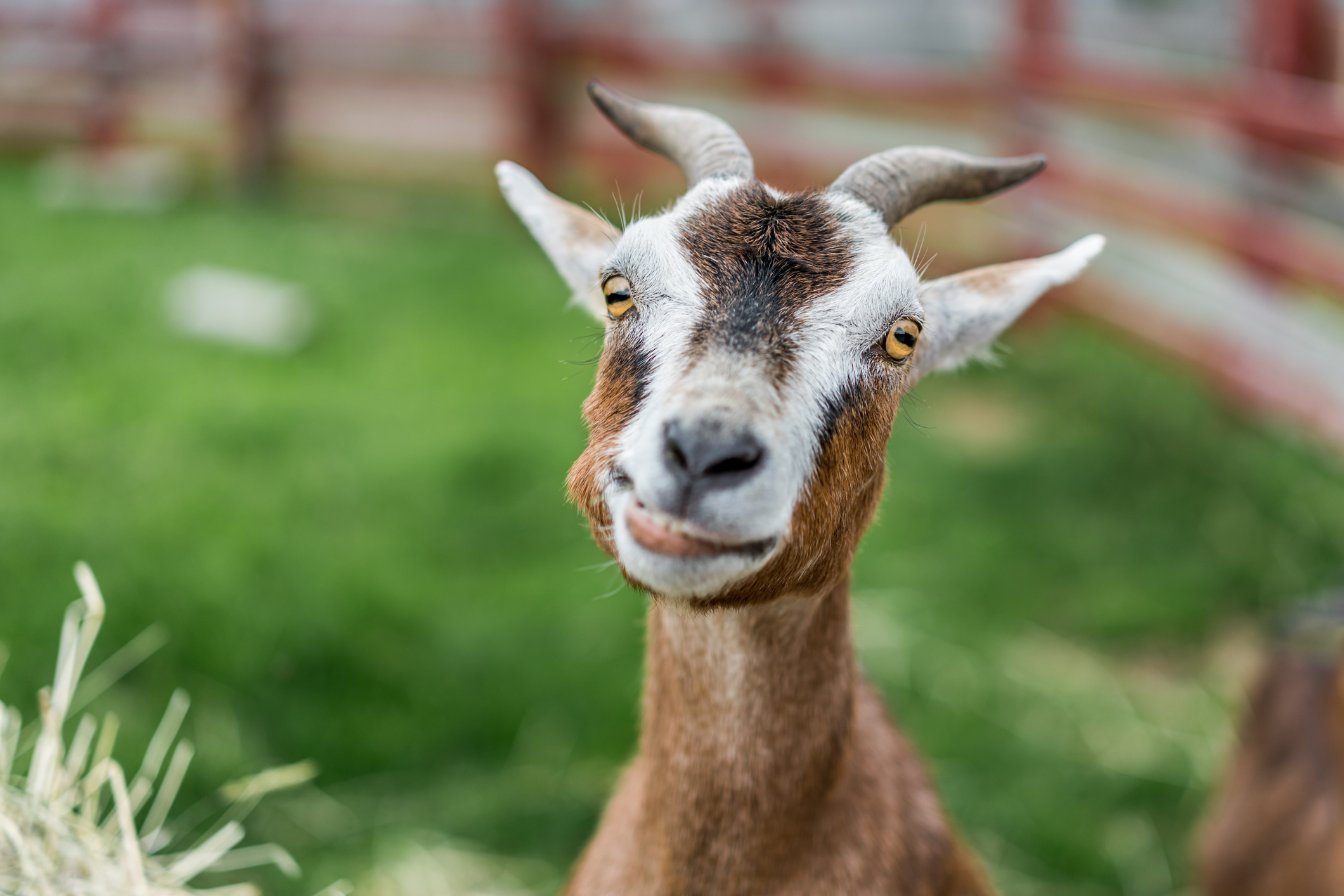 Benefits Of Raising Livestock