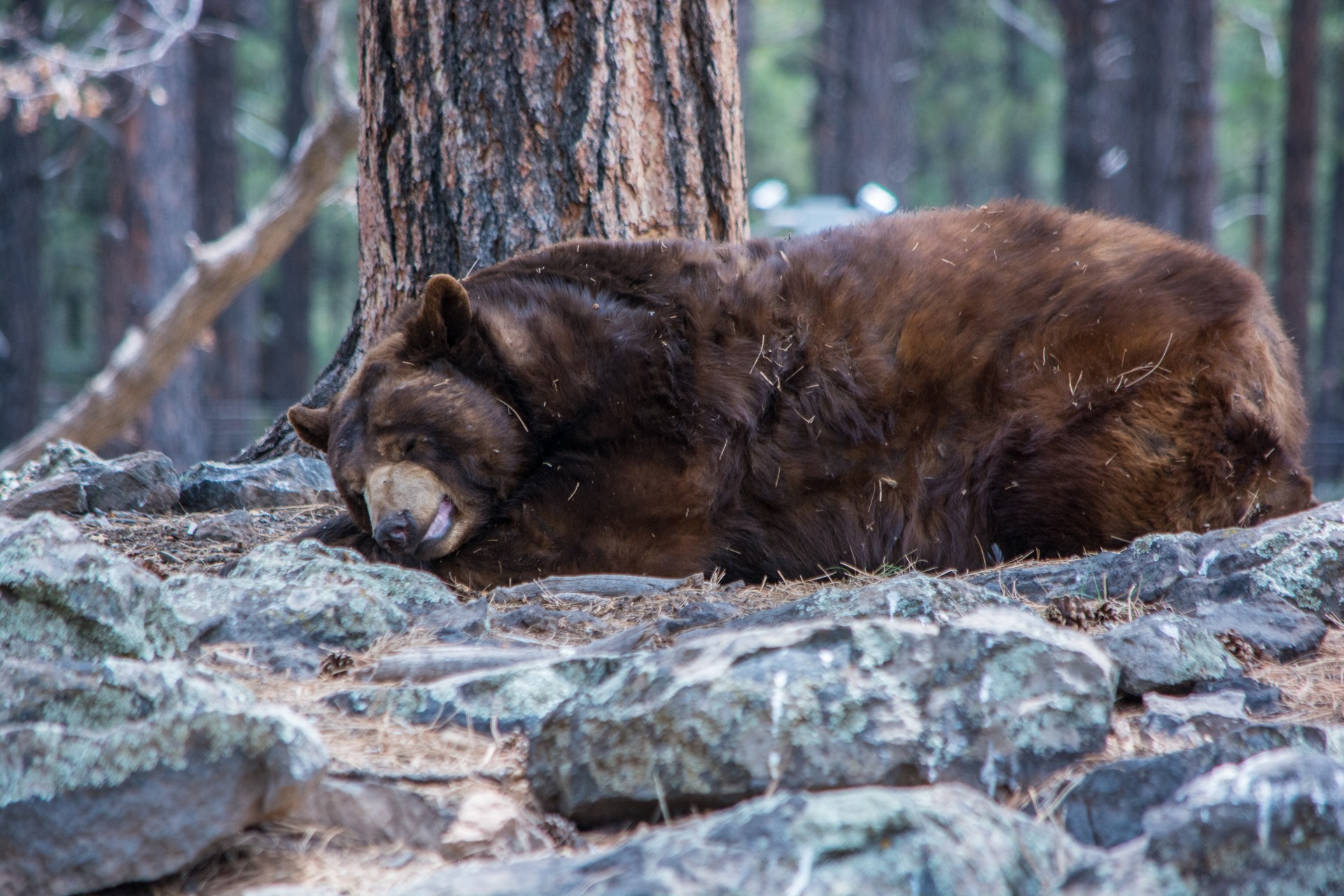 bear sleeping on living room