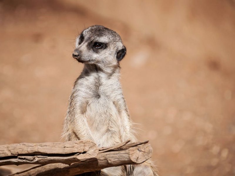 fun-facts-about-meerkats