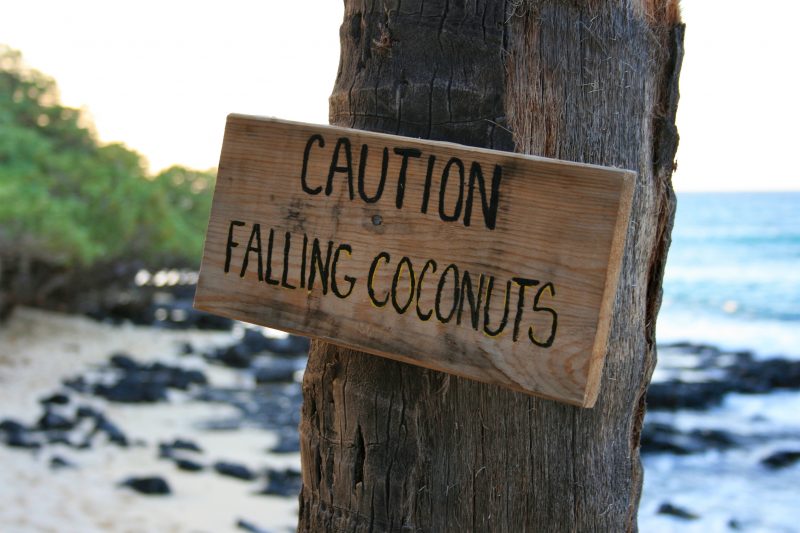 Which is More Dangerous a Coconut or a Shark, a Risk Assessment Is