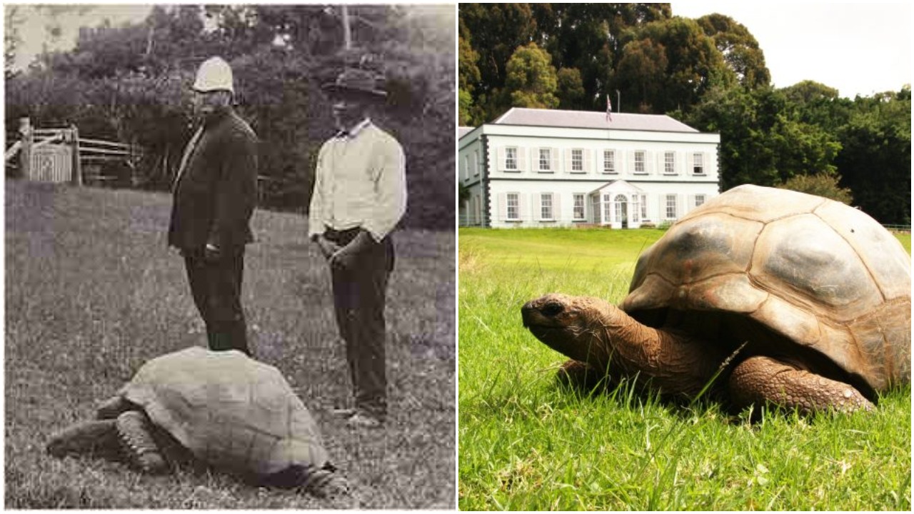 The Extraordinary Life of Jonathan: The World’s Oldest Living Land Animal