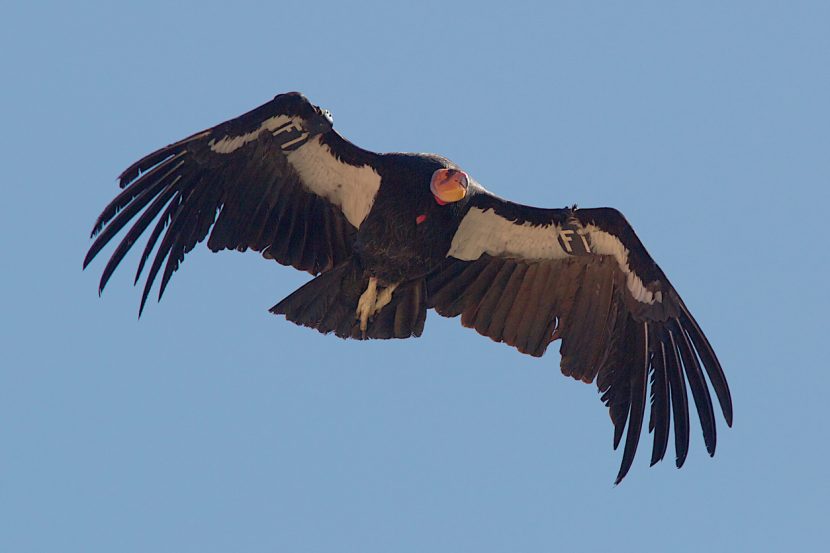 Re-Introduction of the California Condor in the Pacific Northwest