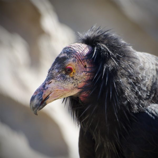 Re-Introduction of the California Condor in the Pacific Northwest