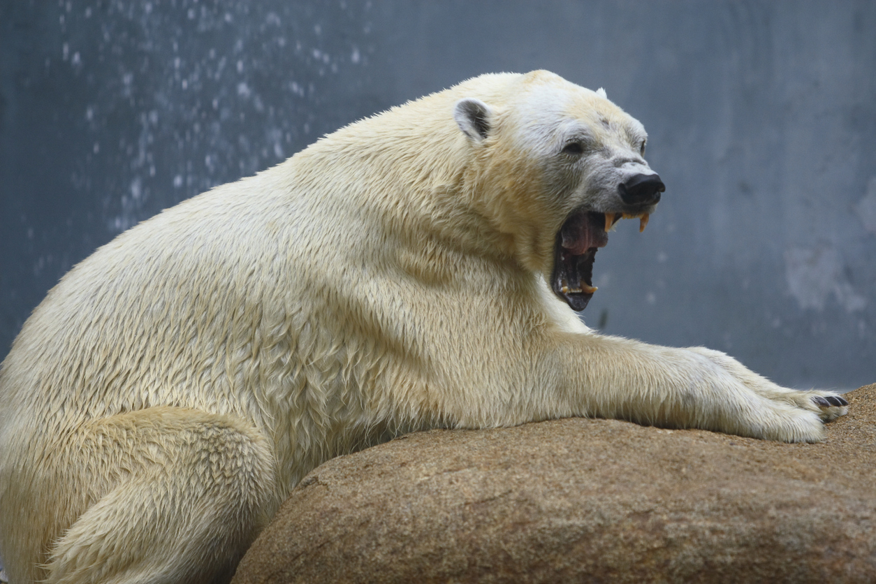 large outdoor polar bear