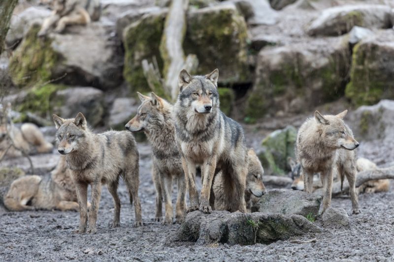 Wolf Sanctuaries The Leaders Of The Pack Outdoor Revival