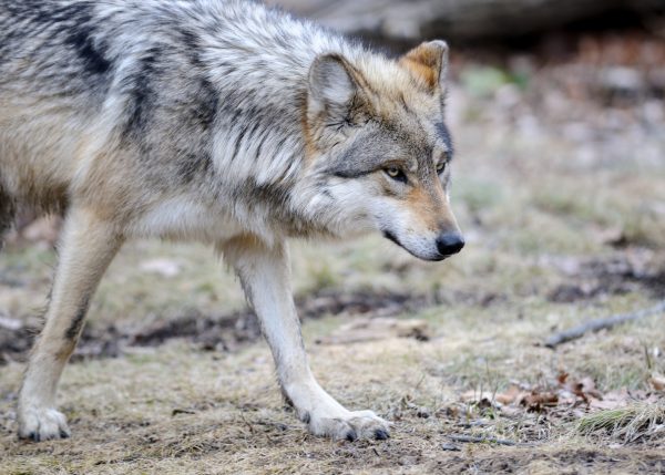 grey-wolf-spotted-in-france-s-border-region-1st-time-in-100-years