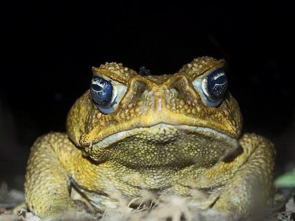 'Monster' Cane Toads That Kill Dogs With Toxic Glands Surface in Florida