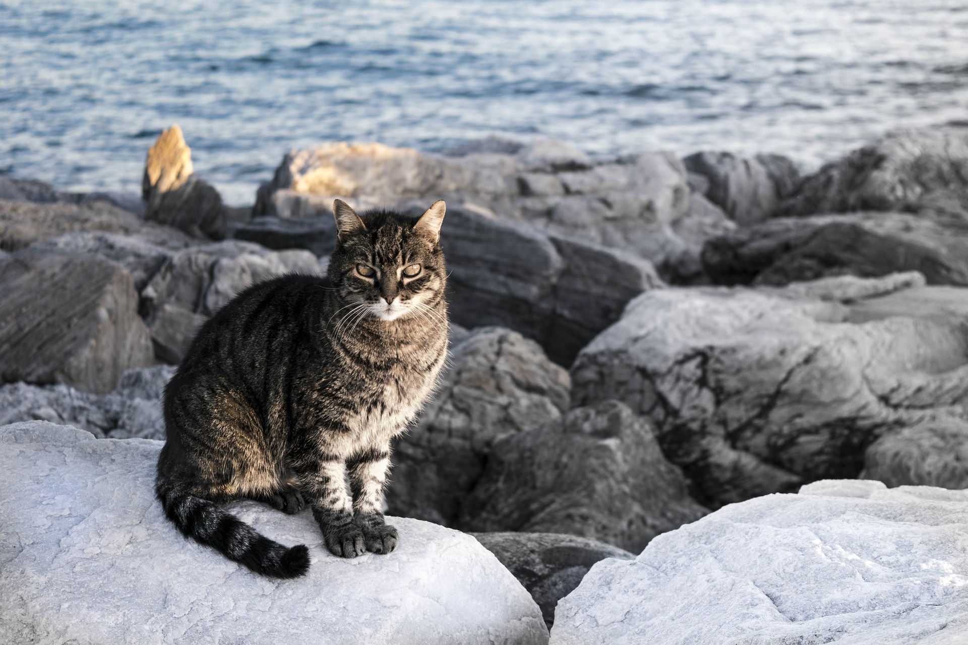 Кот смотрит со скалы