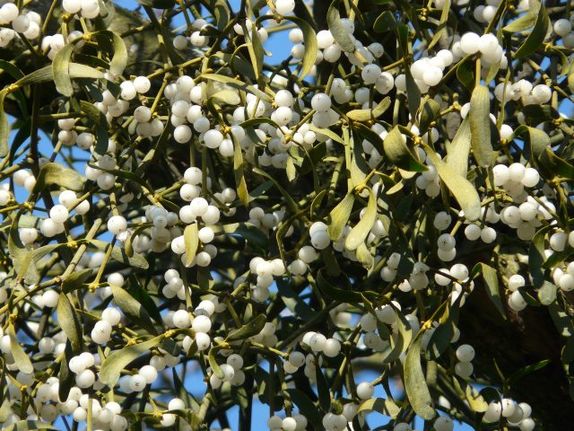Though kissing under mistletoe berries is a sweet tradition, these berries are deadly.
