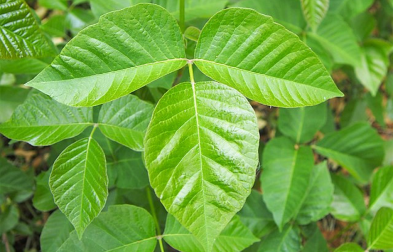 Close-up of a poison ivy plant