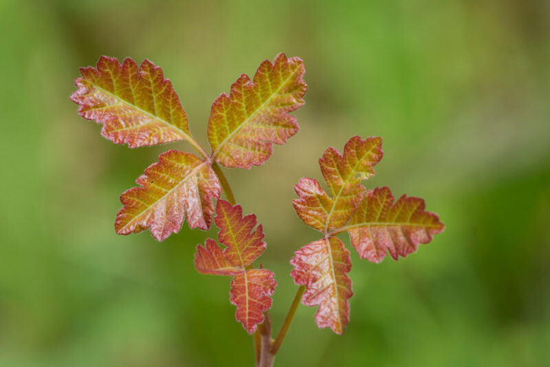 Close-up of a poison oak plant