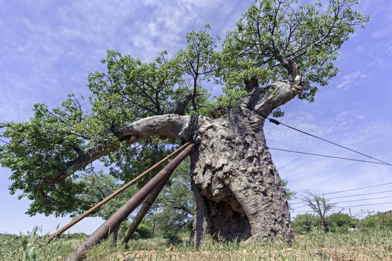 An old Boab tree on the road to Limpopo Province in the north of South Africa is supported with ropes and poles.