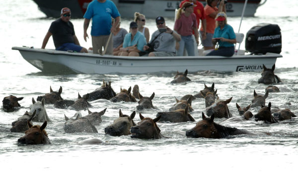 Wild Assateague Island horses go for a swin