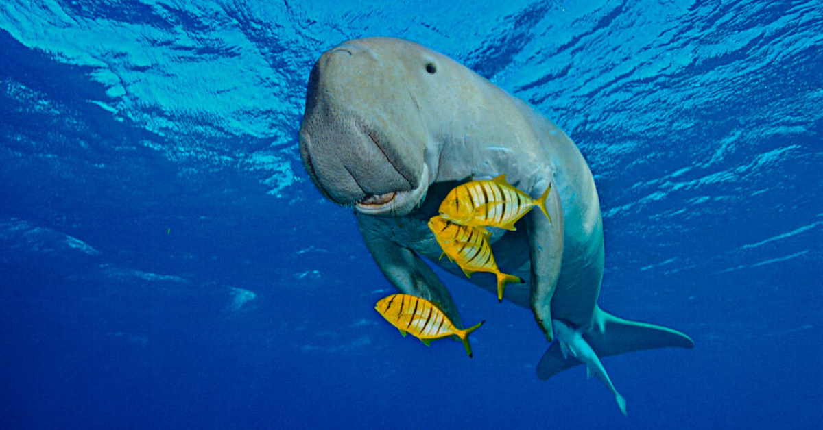 The Dugong Is the First Large Vertebrae to Become 'Functionally Extinct ...