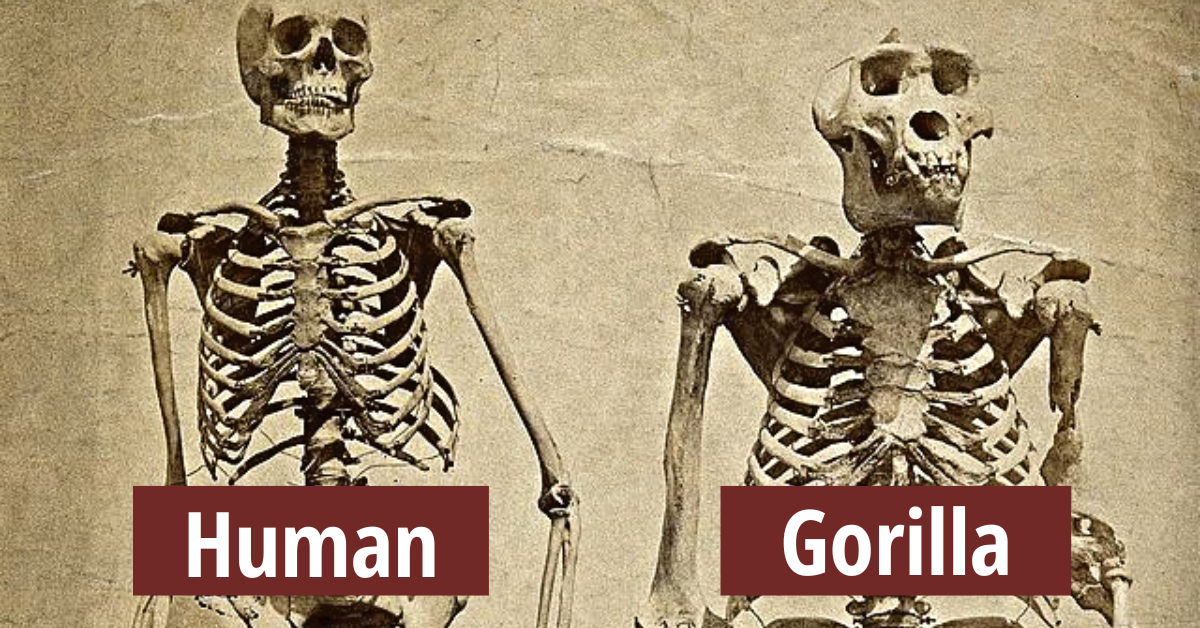 Mind-Boggling Similarities Between Humans and Animals