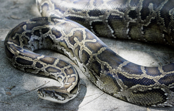 Burmese python slithering across the floor