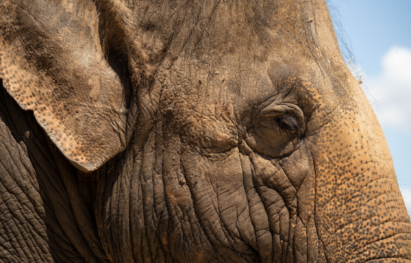 Close-up of an elephant's face