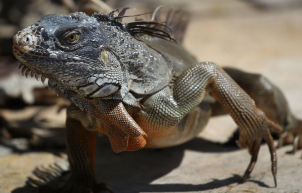 Iguana standing on pavement