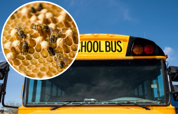 Front of a school bus + Bees walking across a honeycomb