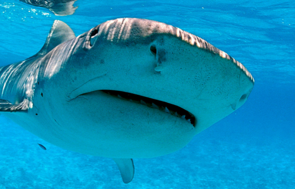 Tiger shark swimming just below the water's surface